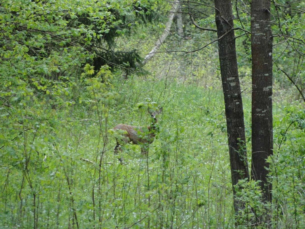 Agroturystyka Zywe Kruklanki Exteriör bild