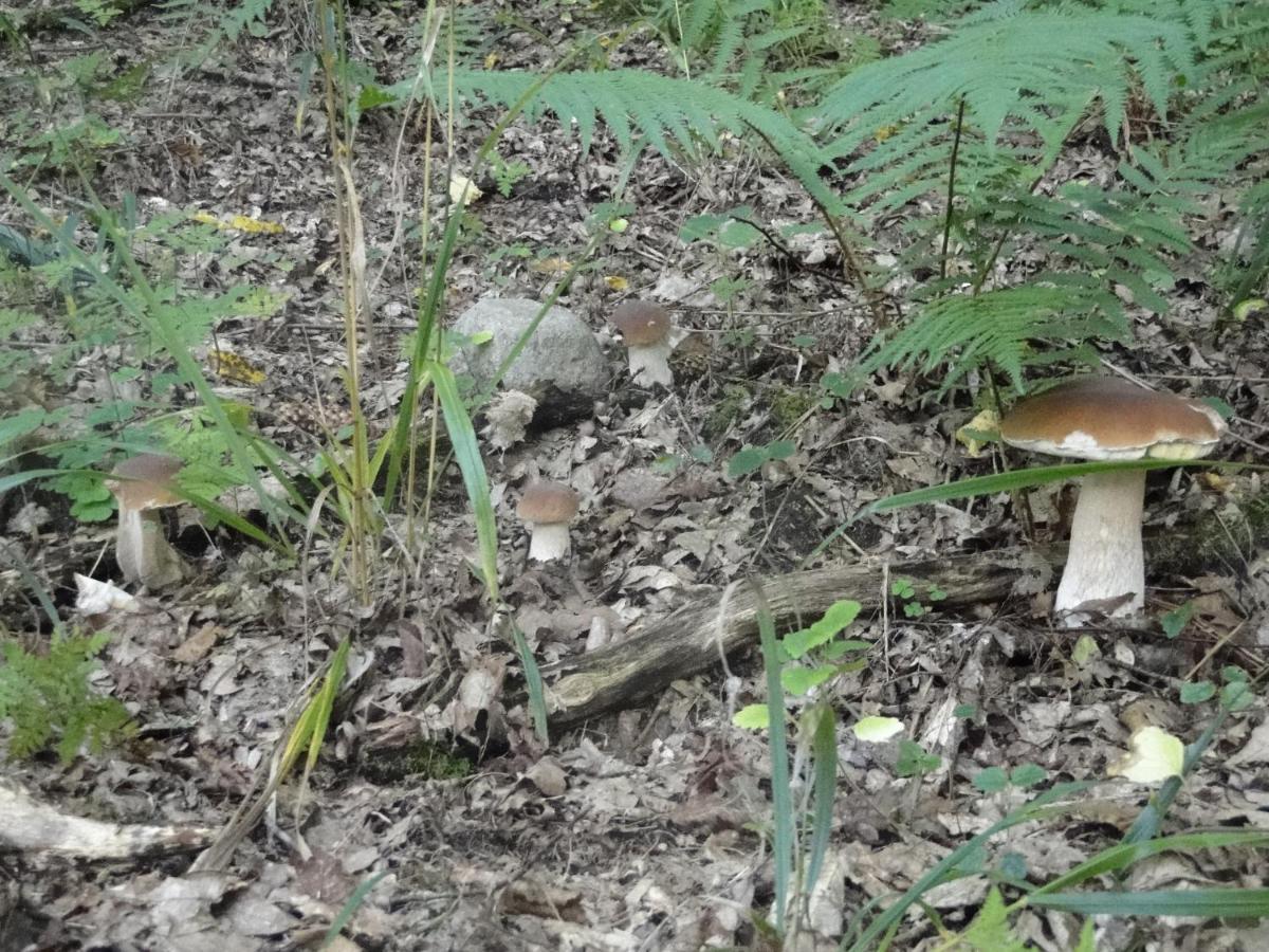 Agroturystyka Zywe Kruklanki Exteriör bild